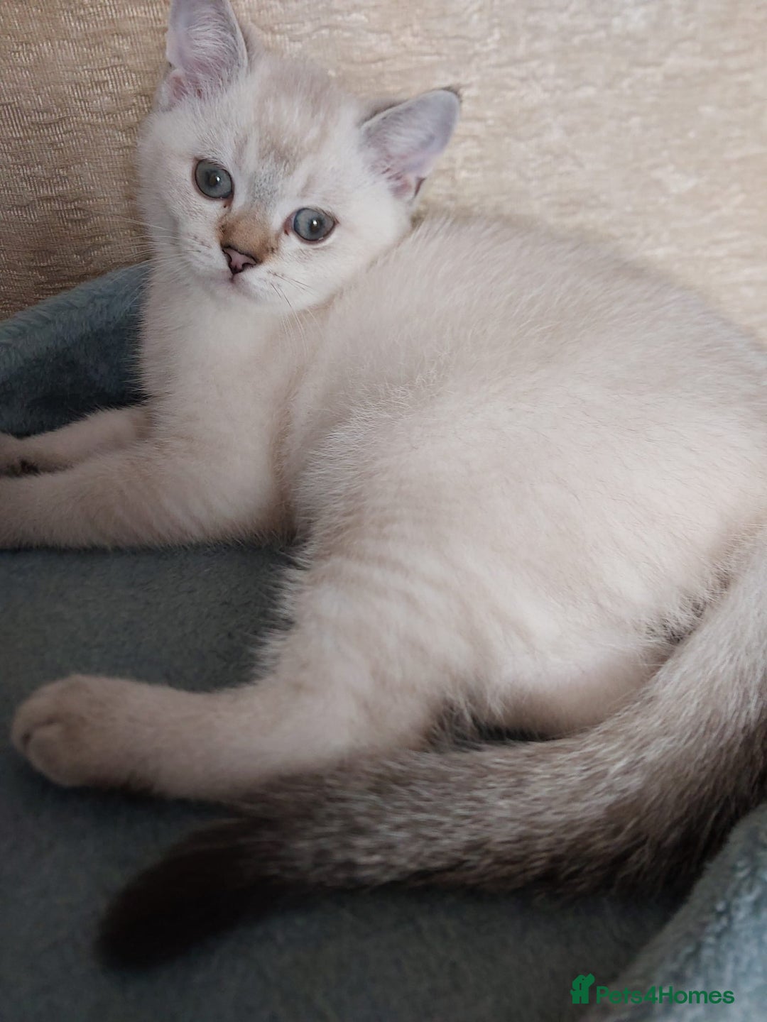Scottish Fold cats for sale: 😻SF pedigree TICA 😸 READY TO LEAVE😸 - Image 33