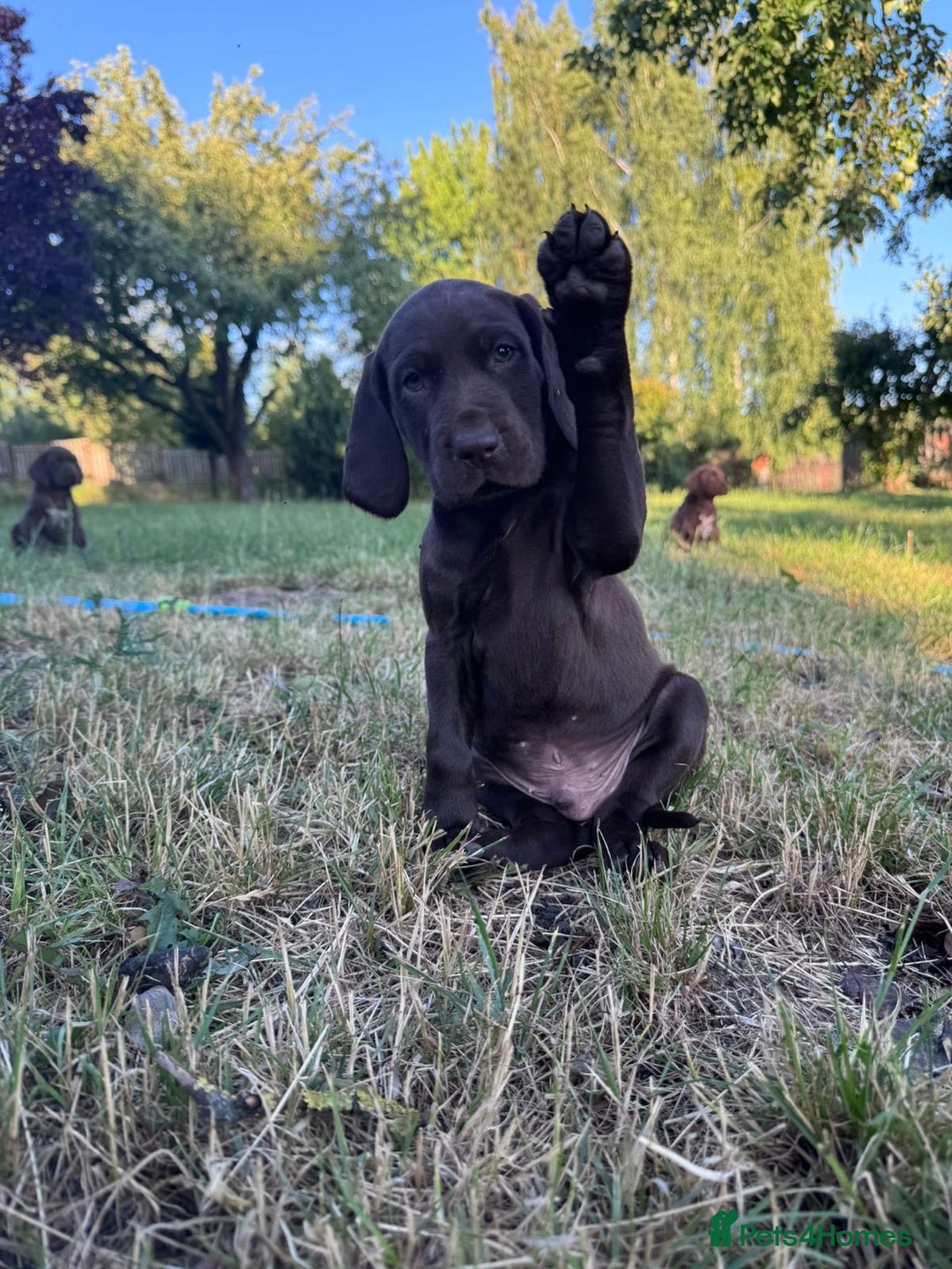 German Shorthaired Pointer dogs for sale: Mrs Dorota Sadowska - Image 8