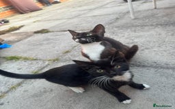 Domestic Shorthair cats for sale: cat and kittens for rehoming - Image 3