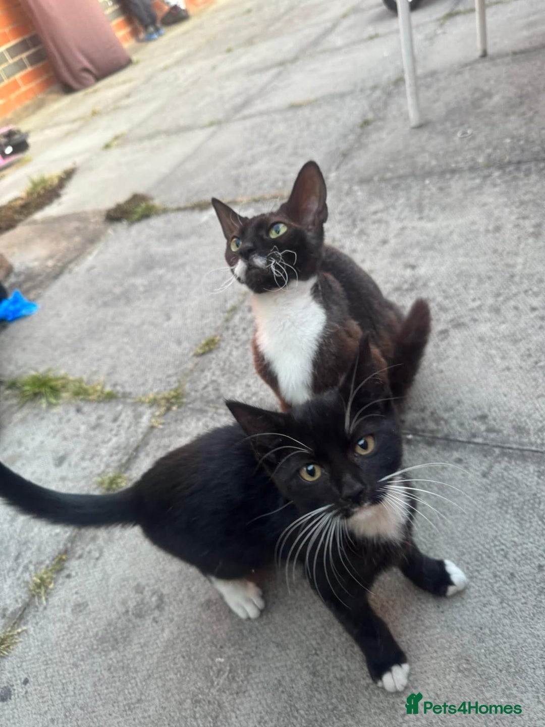 Domestic Shorthair cats for sale: cat and kittens for rehoming - Image 3