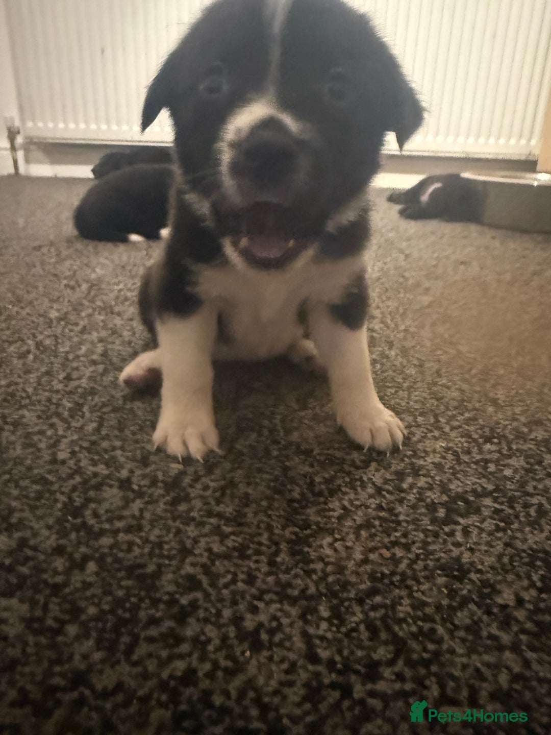 Borador dogs for sale: Labadour cross boarder collie  - Advert 3