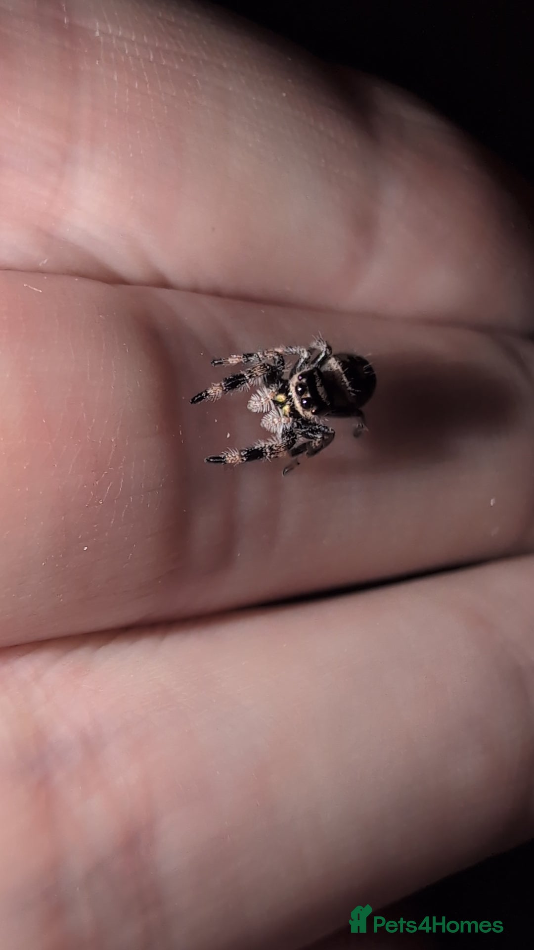 Spiders invertebrates for sale: Phidippus Regius L3 jumping spiders.  - Image 1