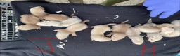 Ferret rodents for sale: Sandy x black self ferrets - Advert 2
