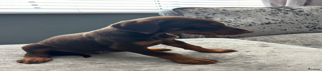 Dobermann Puppy 1