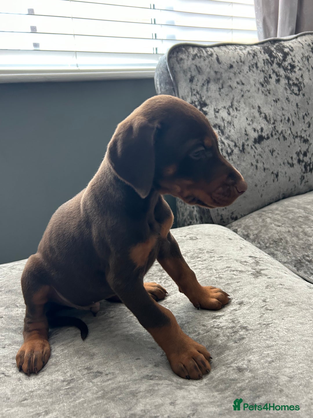 Dobermann dogs for sale: European Dobermans Ready in 2 weeks - Image 16
