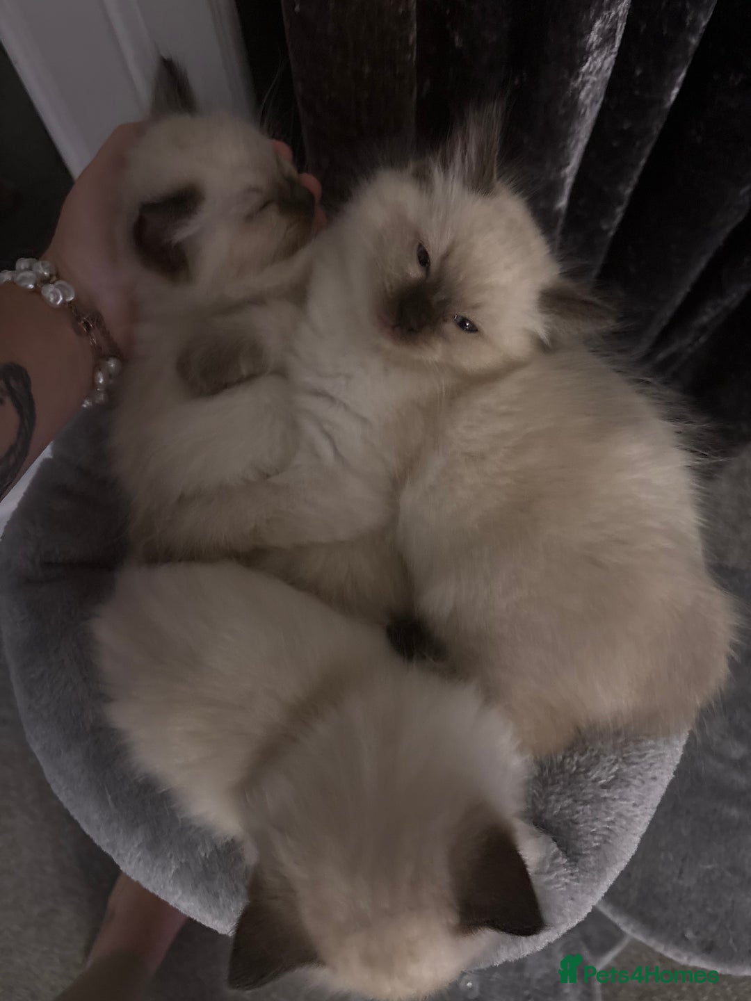 Ragdoll cats for sale: Beautiful ragdoll kittens for sale  - Image 7