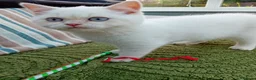British Shorthair cats for sale: Beautiful cream colour point girl  - Advert 9