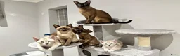 Tonkinese cats for sale: Gorgeous Pedigree Tonkinese Kittens - Advert 2