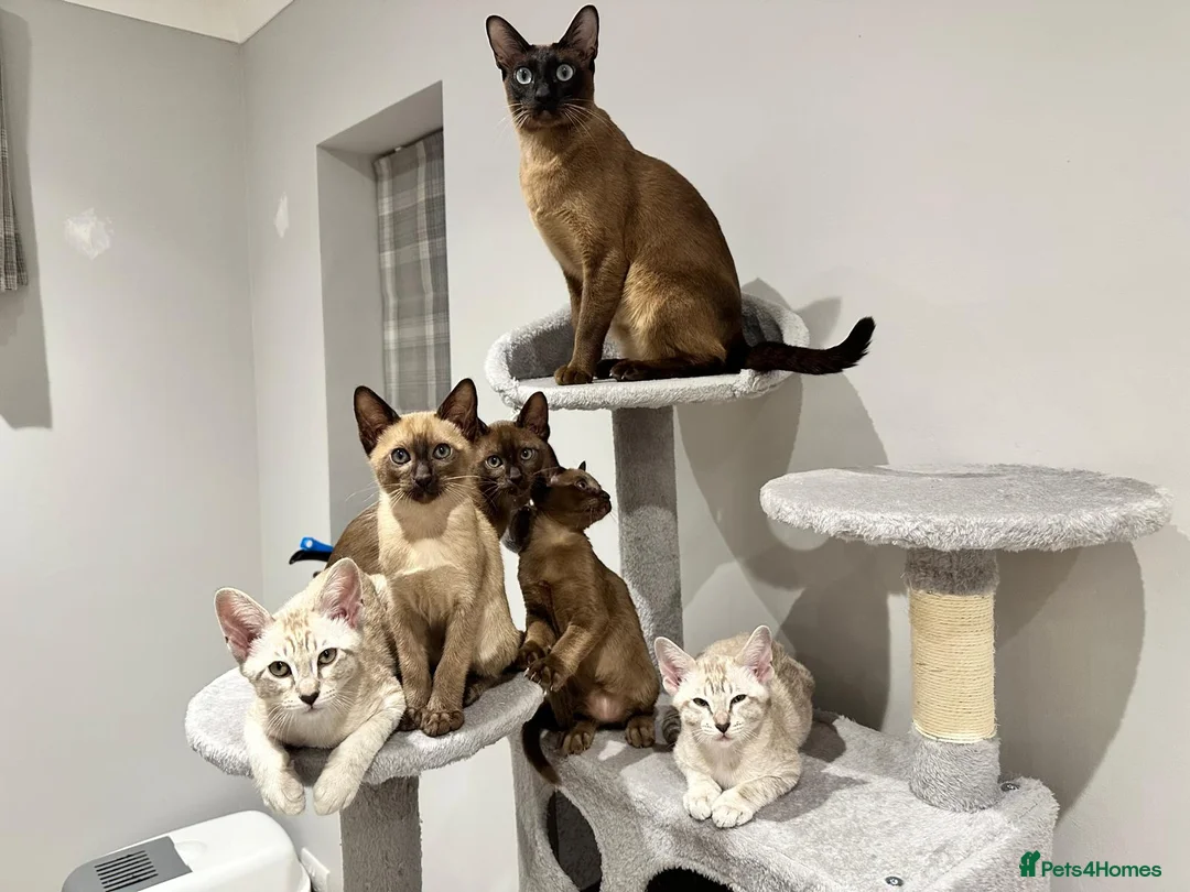 Tonkinese cats for sale: Gorgeous Pedigree Tonkinese Kittens - Advert 2