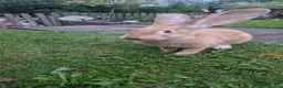 Continental Giant rabbits for sale: Female Orange continental giant 4 months  - Advert 3