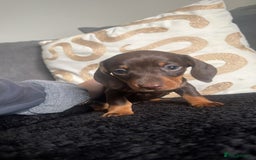Miniature Dachshund dogs for sale: Miniature dachshunds READY for forever home 🐶🤎 - Image 8