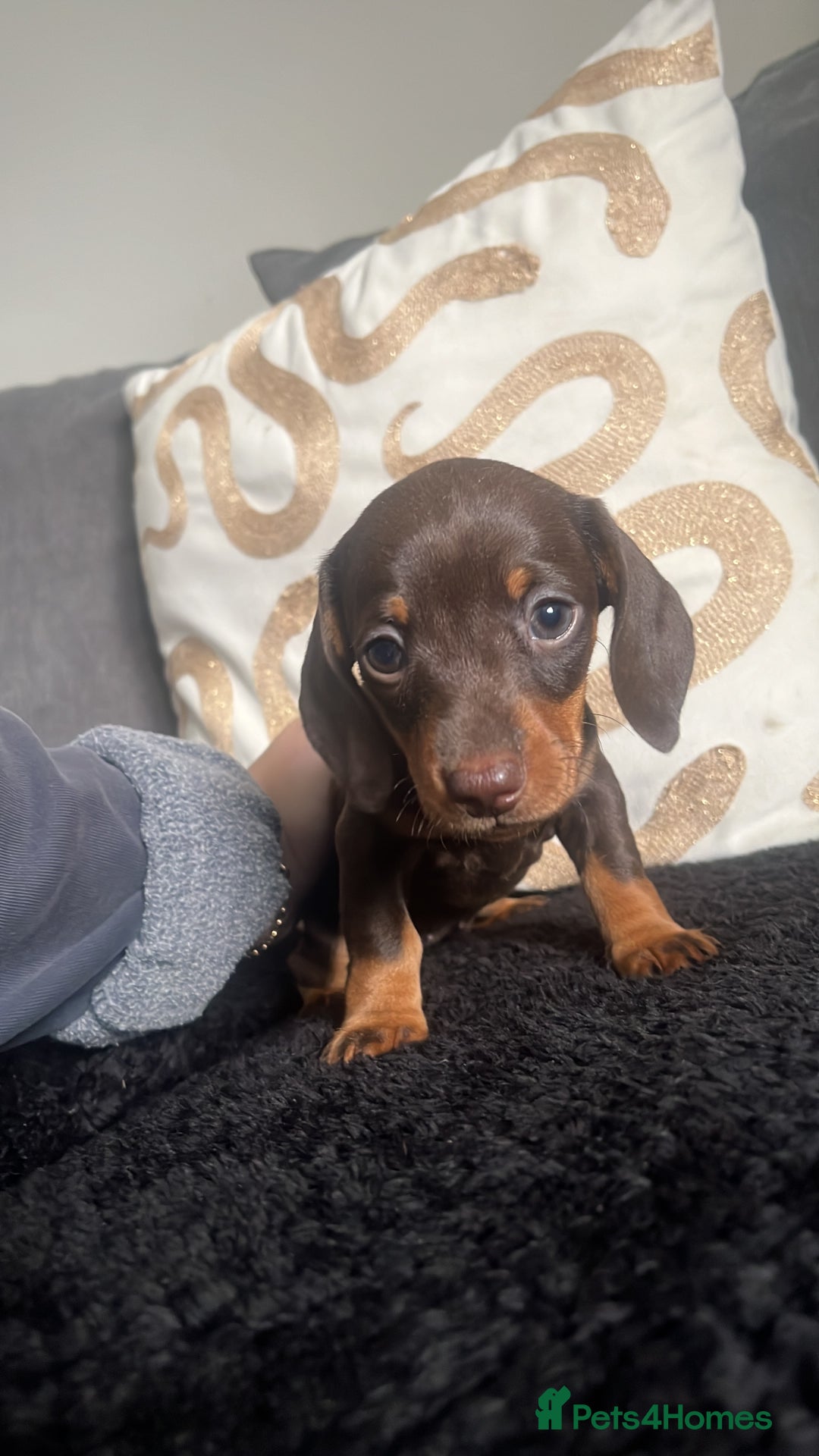 Miniature Dachshund dogs for sale: Miniature dachshunds READY for forever home 🐶🤎 - Image 8