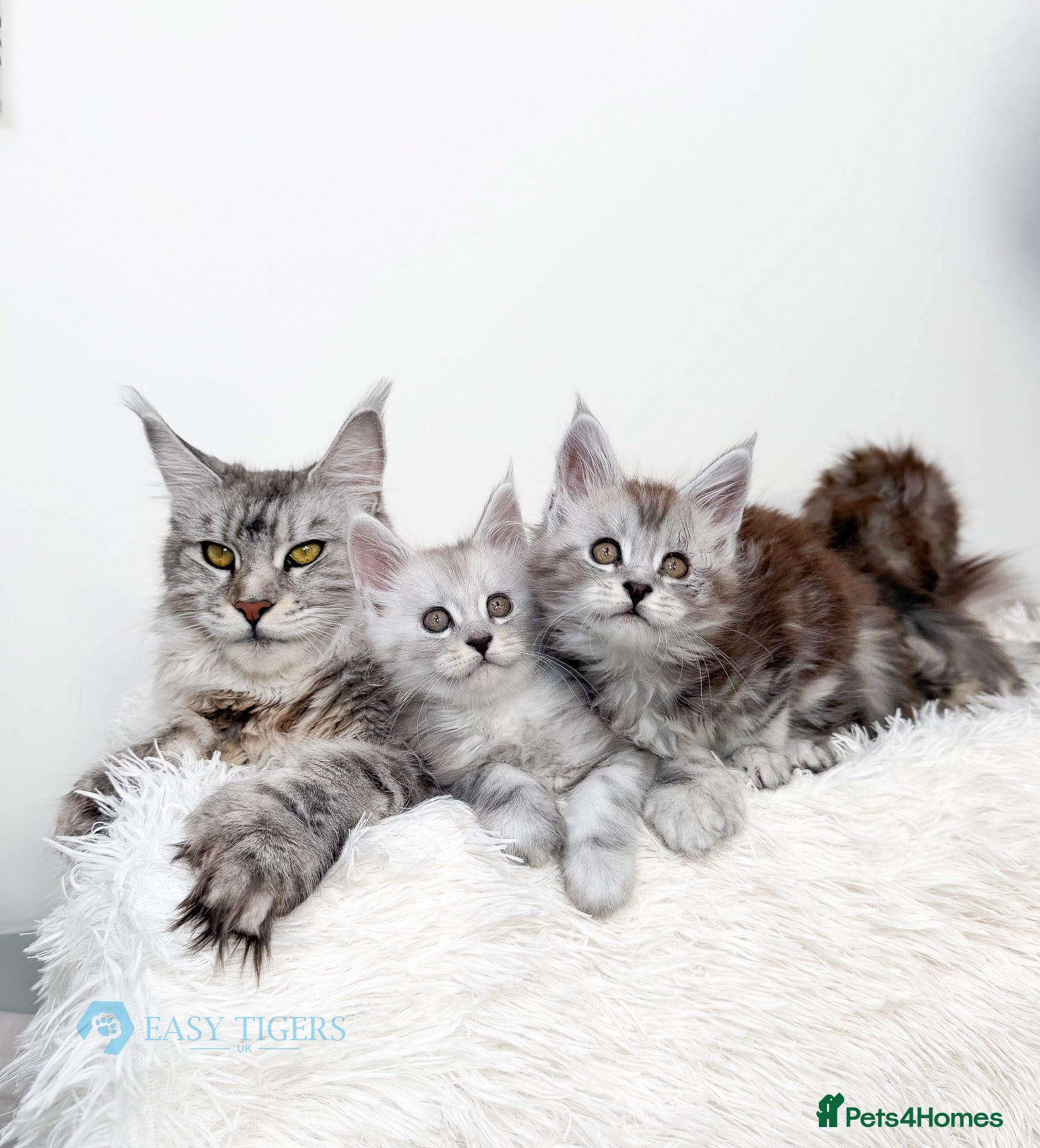 Maine Coon cats Stunning polydactyl Maine Coons Tica registered  - Advert 9