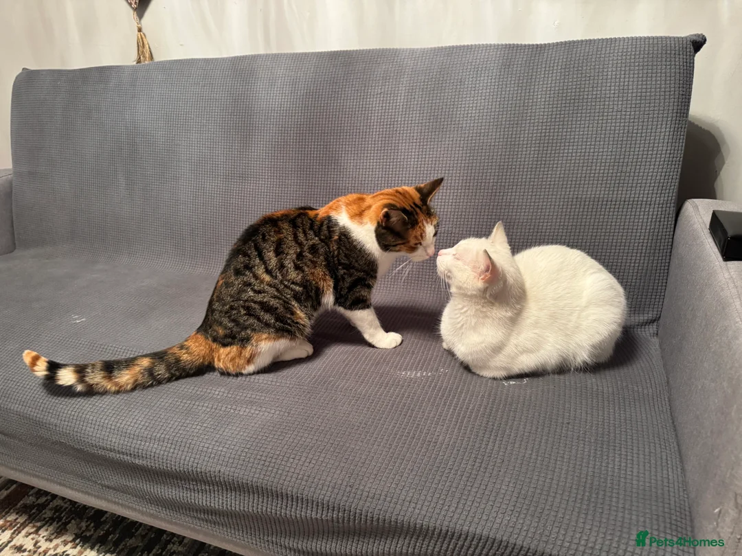 British Shorthair cats for sale: Cute cat - Advert 8