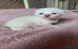 Siamese cats for sale: Siamese x Maine coon  - Advert 10