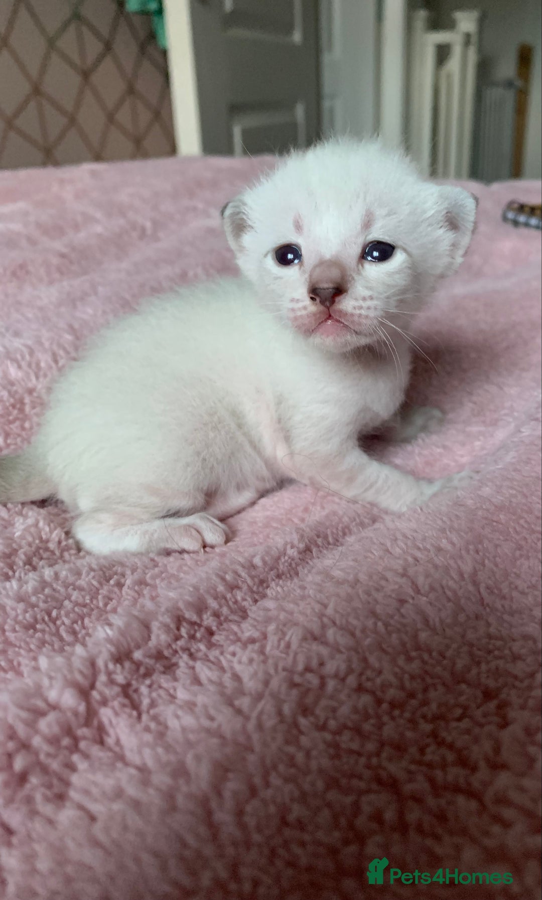 Siamese cats for sale: Siamese x Maine coon  - Advert 10