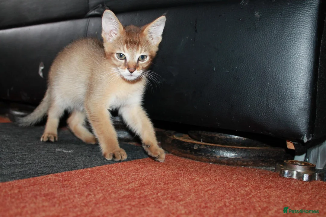 Chausie cats for sale: CHAUSIE F6  - Advert 2