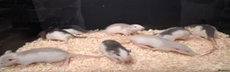 Rat rodents for sale: Baby Dumbo Rat's, various types  - Advert 20