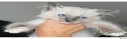 Ragdoll cats for sale: Ready to go Pure Ragdoll Kittens - Advert 3