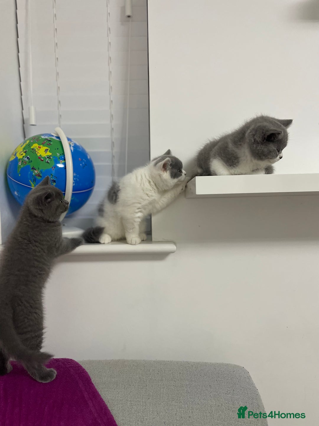 British Shorthair cats for sale: GCCF Adorable British Shorthair Companions - Advert 11