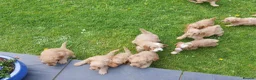 Cavapoo dogs for sale: Stunning Health Tested F1b Miniature Cavapoos - Advert 12