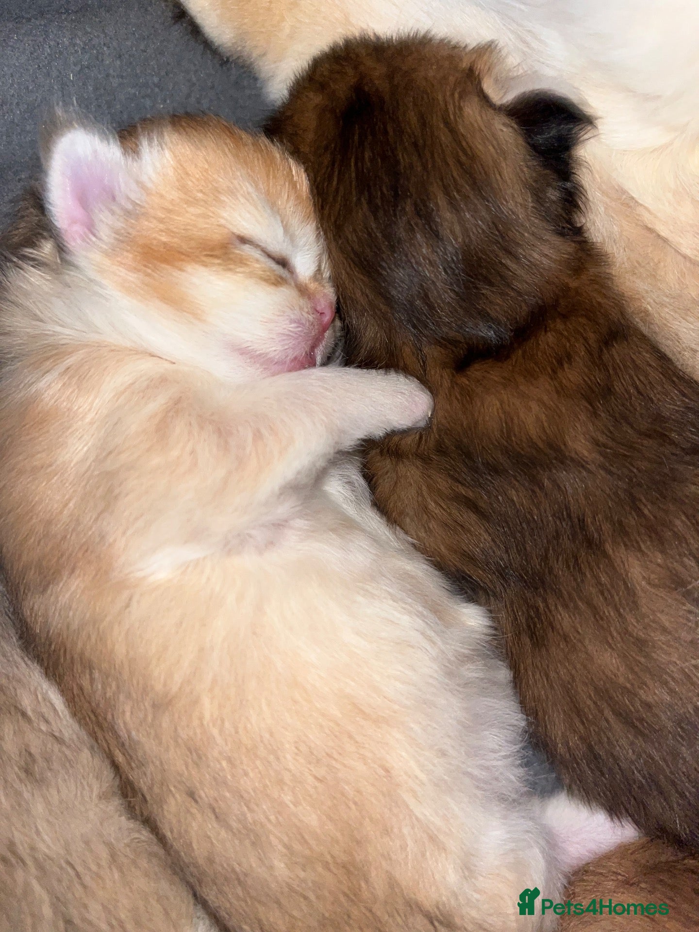 British Longhair cats British angels 😇🐾 - Advert 16