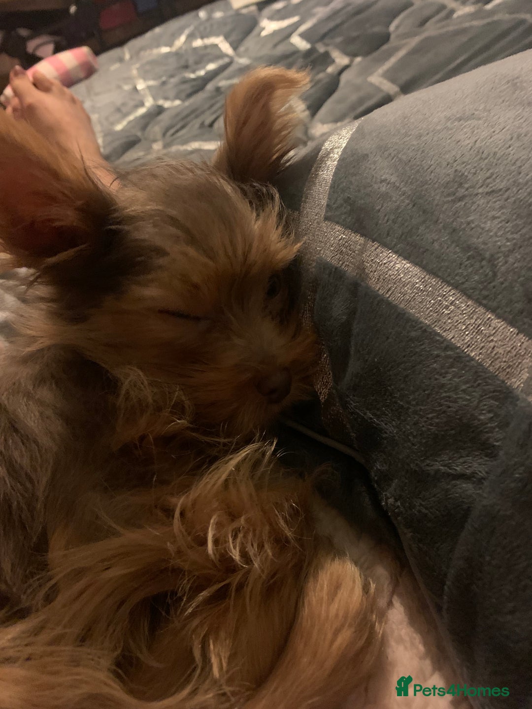 Chorkie dogs for sale: One male puppy left - Advert 10