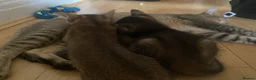 Abyssinian cats for sale: Four 3/4 Abyssinian 1/4 British shorthair kittens in Cambridge - Advert 5
