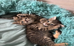 British Shorthair cats for sale: Two litters. 3 tabbies 4 fluffy black and white - Image 10