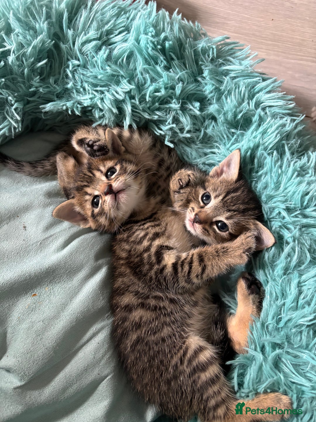 British Shorthair cats for sale: Two litters. 3 tabbies 4 fluffy black and white - Image 10