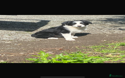 Border Collie dogs for sale: Beautiful Border Collie Puppy - Image 5