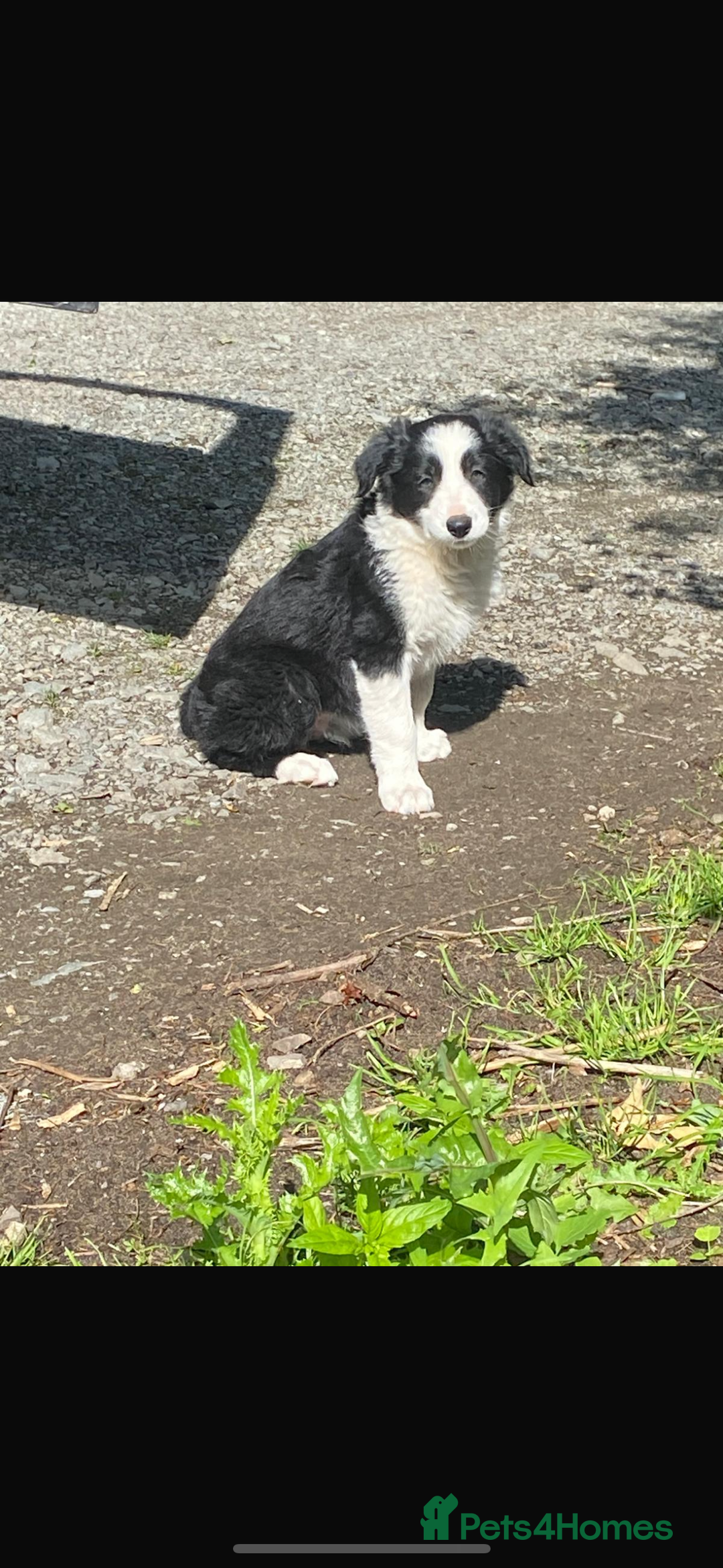 Border Collie dogs for sale: Beautiful Border Collie Puppy - Image 5