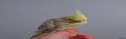 Cockatiels birds for sale: Hand reread silly tame DNA sexed baby cockatiels  - Advert 22