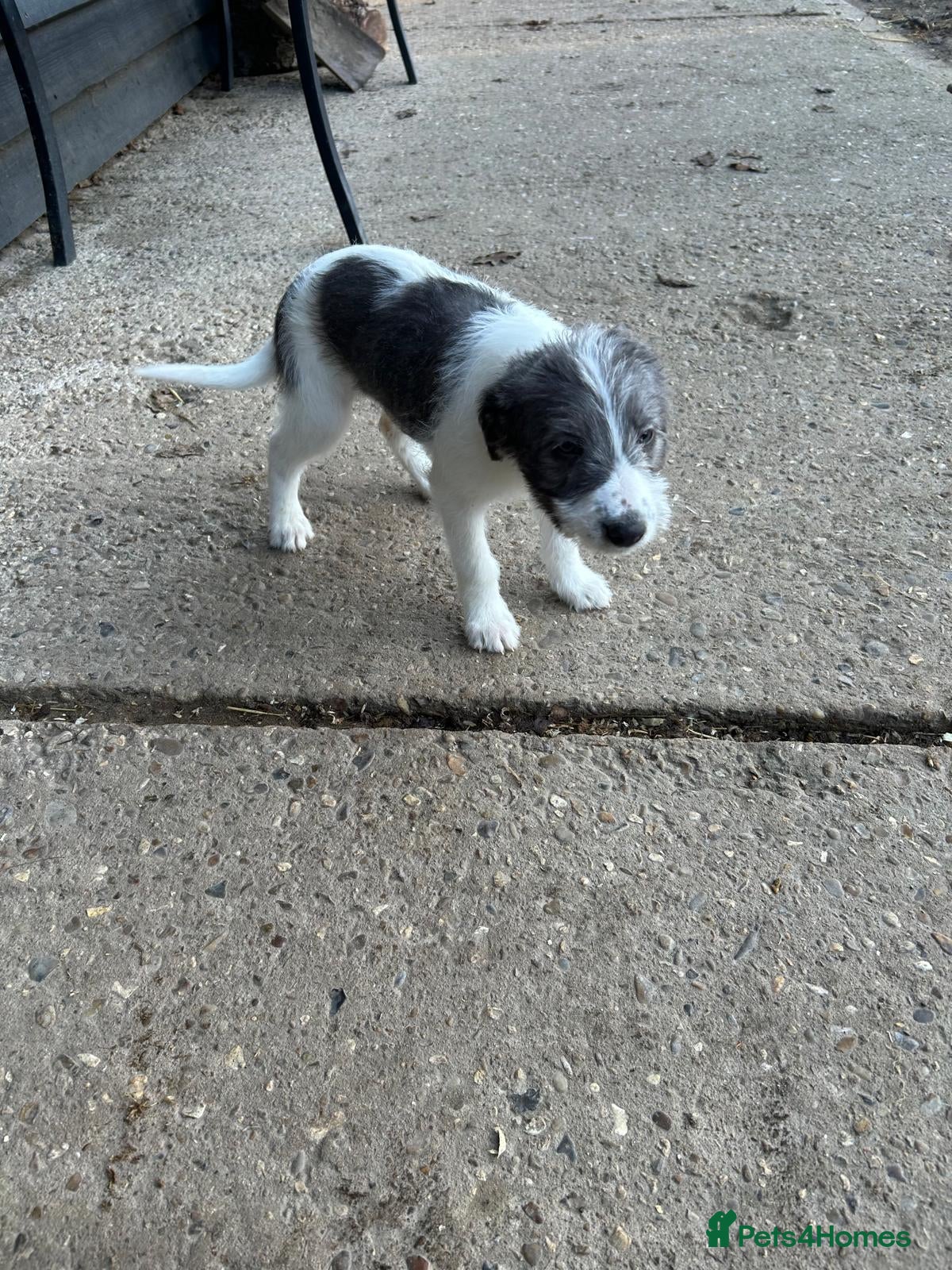 Whippet dogs Bedlington whippet puppies 1 bitch left ready now  - Advert 4