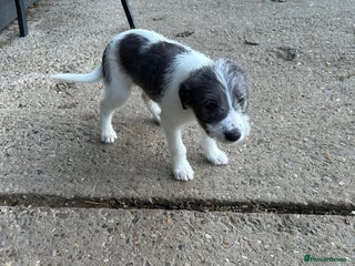 Whippet dogs Bedlington whippet puppies 1 bitch left ready now - Advert 4