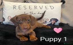 Miniature Dachshund dogs for sale: Ethically Bred Superior Health Tested Miniatures - Image 27