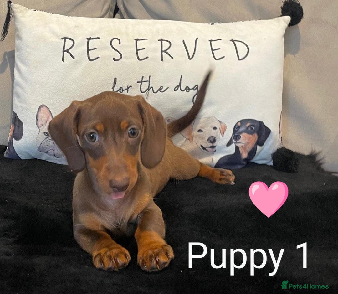 Miniature Dachshund dogs for sale: Ethically Bred Superior Health Tested Miniatures - Image 27
