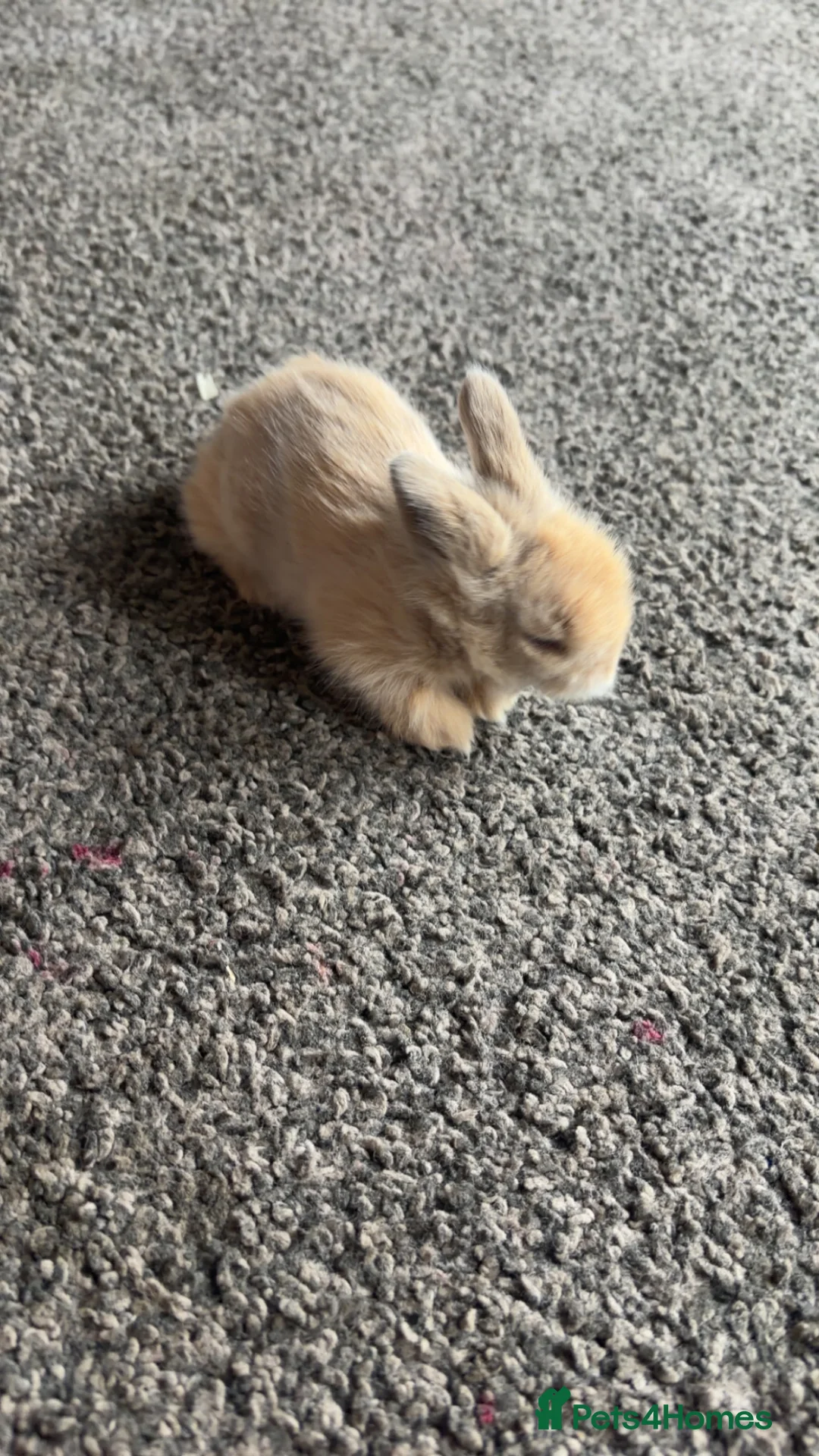 Lionhead rabbits for sale: Lions head ready to reserve  - Advert 4