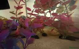 Axolotl reptiles for sale: Axolotl with full set up - Image 2