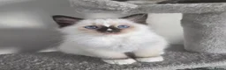 Ragdoll cats for sale: Gorgeous mitted Ragdoll girls - Advert 7