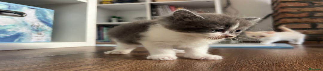 Mixed Breed Kitten 4
