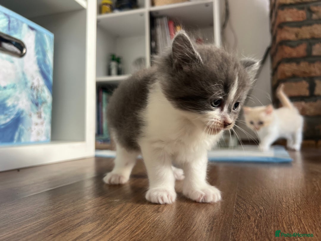 Mixed Breed cats for sale: Beautiful fluffy kittens  - Image 11