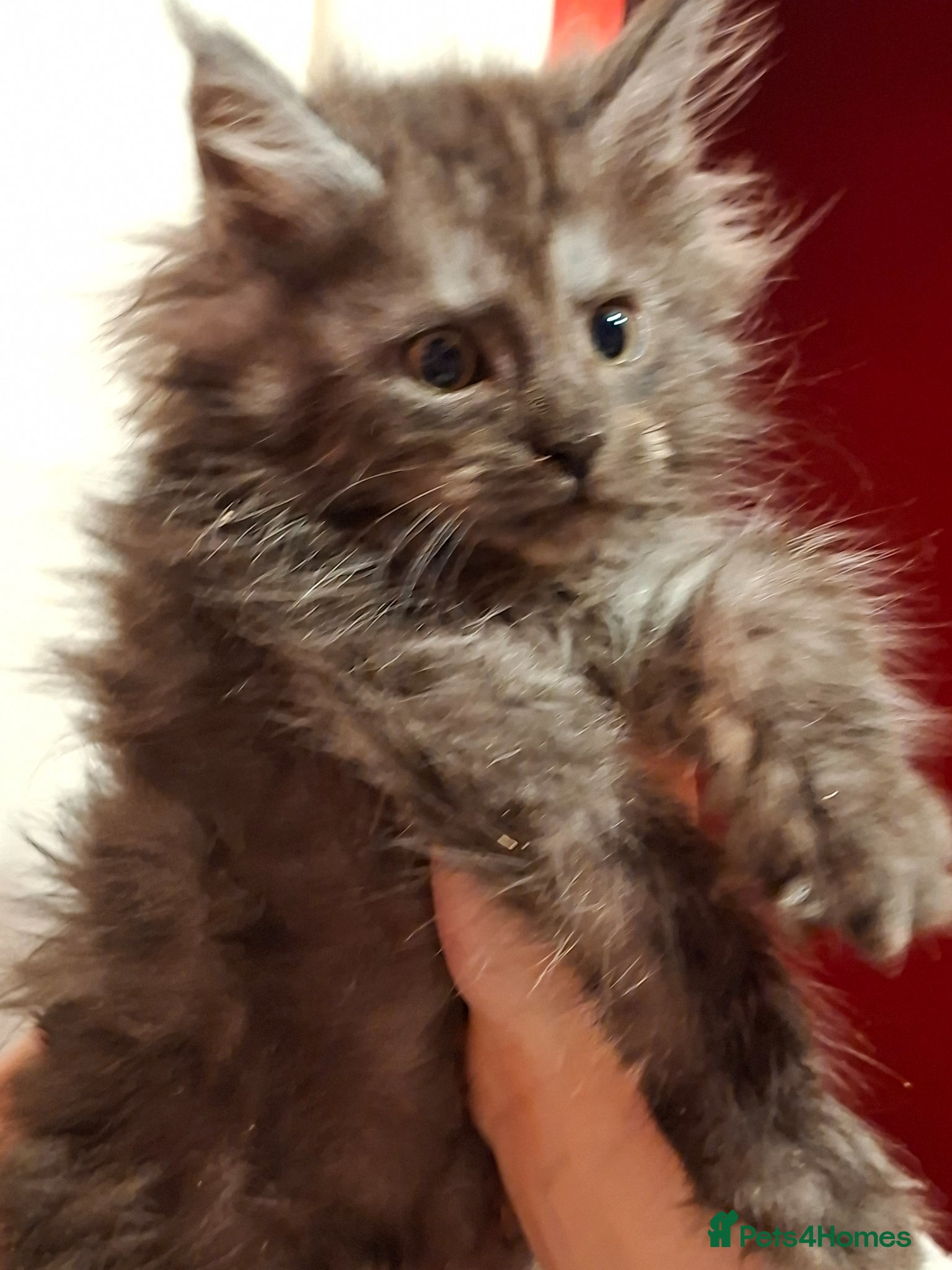 Maine Coon cats Pedigree Maine Coon kittens in Manchester - Advert 1