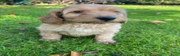 Cockapoo dogs for sale: F1 COCKAPOO BOY,READY NOW. - Advert 1