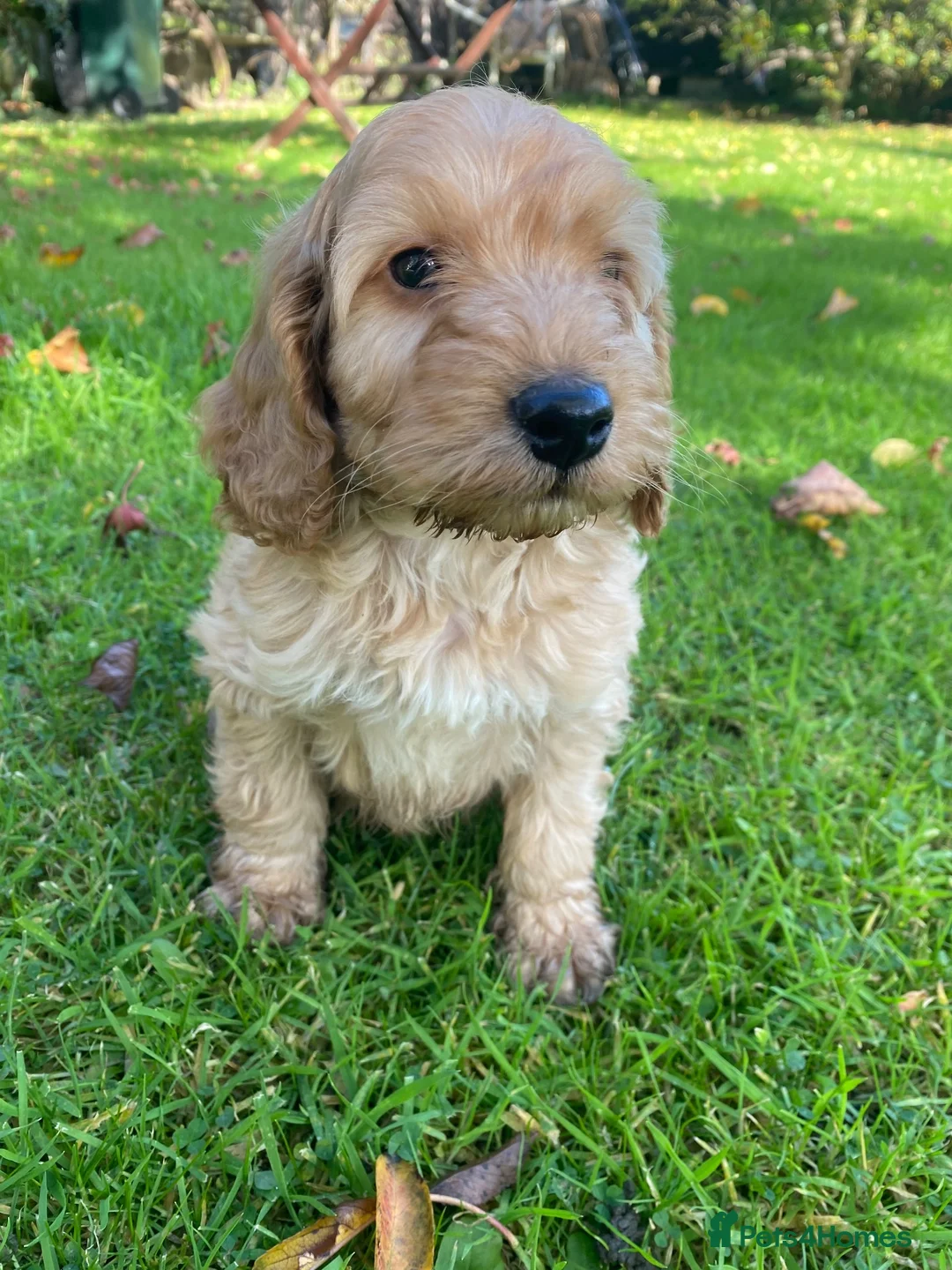 Cockapoo dogs for sale: F1 COCKAPOO BOY,READY NOW. - Advert 1
