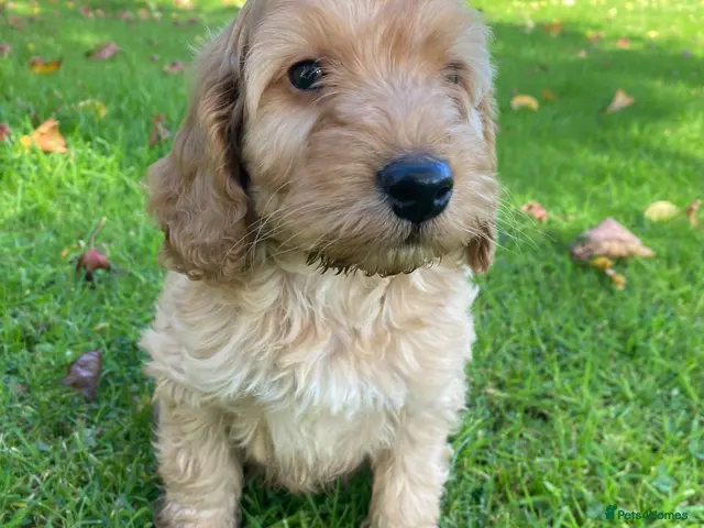 Cockapoo dogs for sale: F1 COCKAPOO BOY,READY NOW. - Advert 5