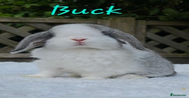 Mini Lop rabbits in Huntingdon - Advert 9