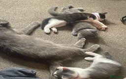British Shorthair cats for sale: 5 kittens mixed litter 9 weeks old, ready now!  - Image 26