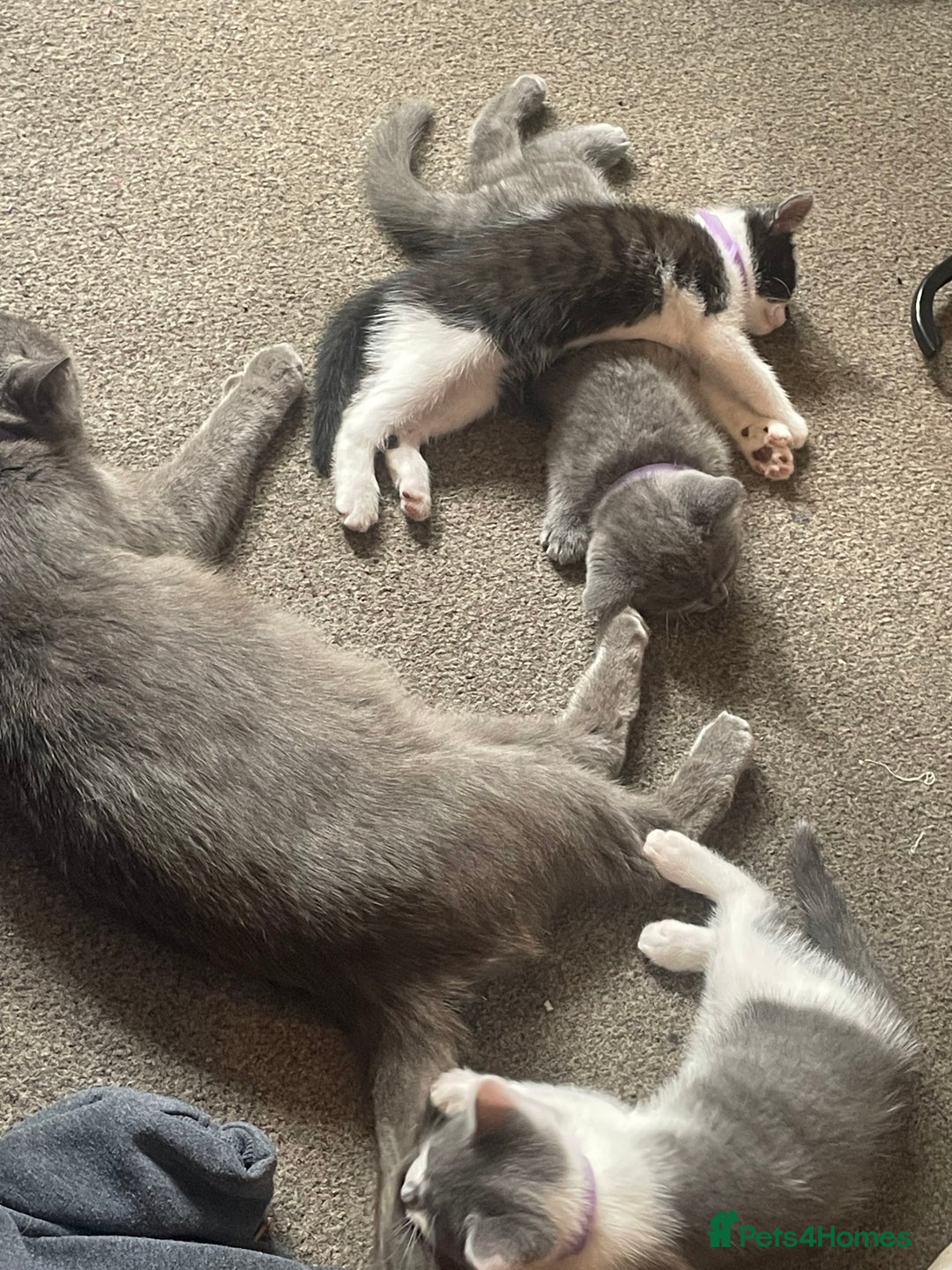 British Shorthair cats for sale: 5 kittens mixed litter 9 weeks old, ready now!  - Image 26