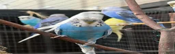 Budgerigars birds for sale: Male budgies in Bury Saint Edmunds - Advert 2